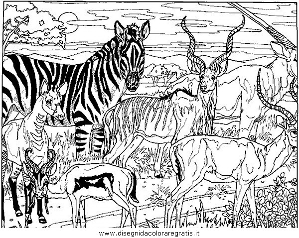 animali/zebre/zebra_25.JPG