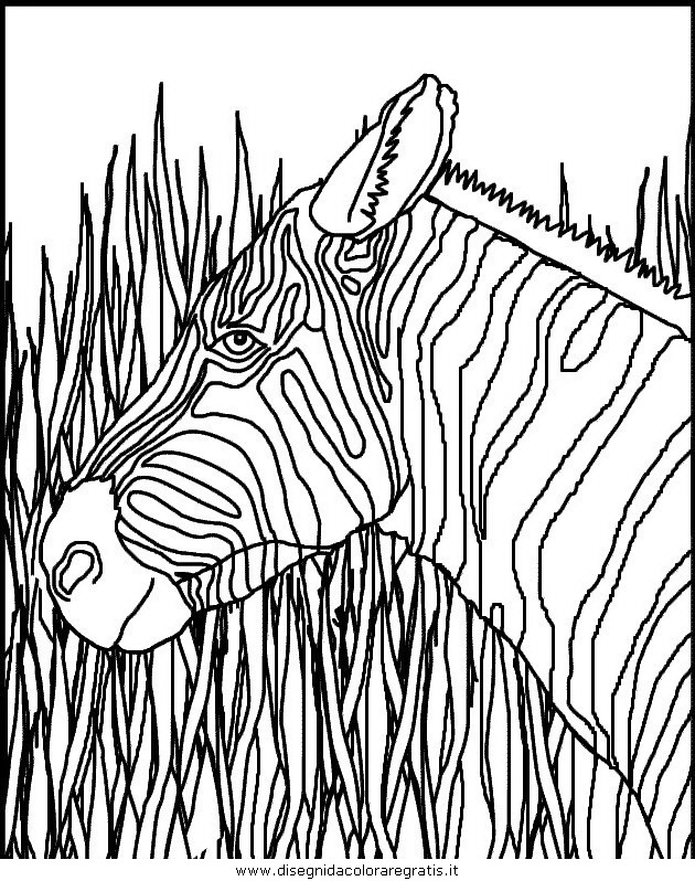 animali/zebre/zebra_27.JPG