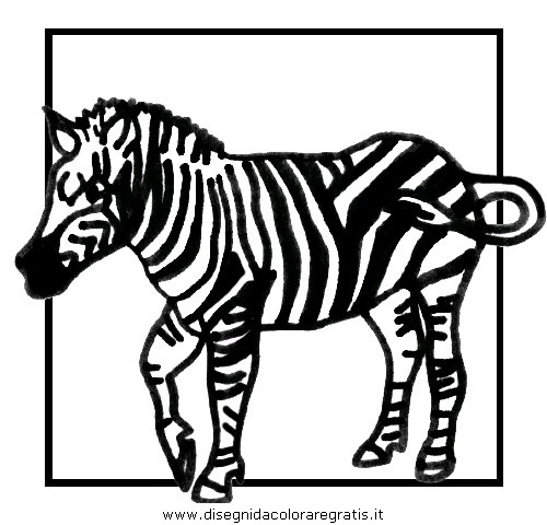 animali/zebre/zebra_33.JPG