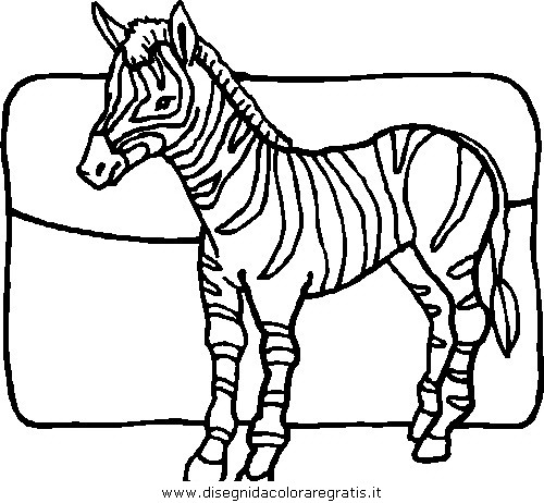 animali/zebre/zebra_41.JPG