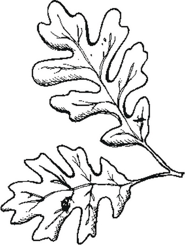disegno oak leaf misti da colorare