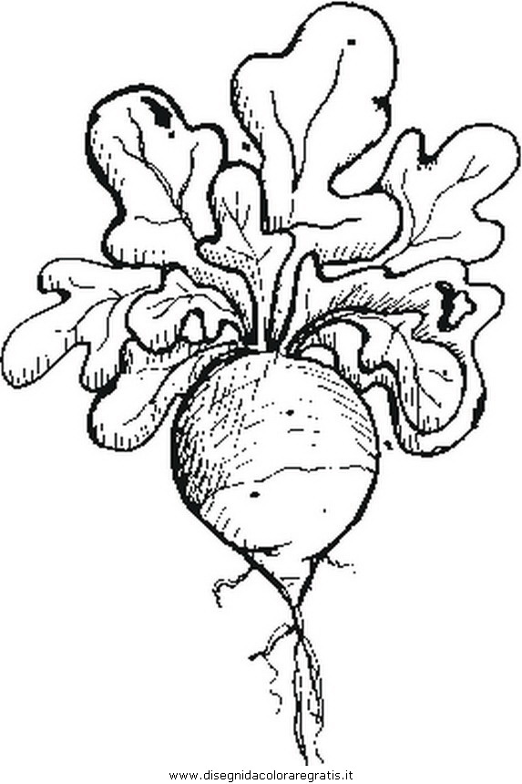 misti/giardino/radish.JPG