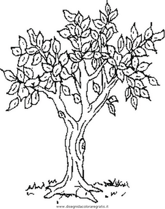 misti/giardino/tree.JPG