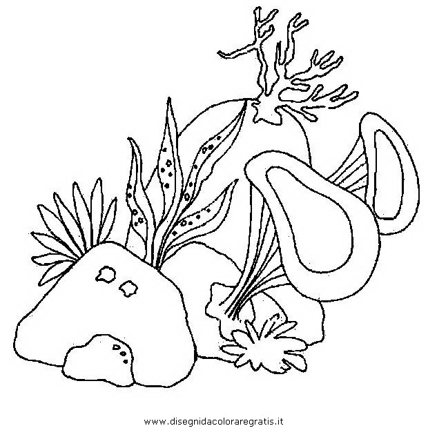 misti/richiesti/acquario_alghe.JPG