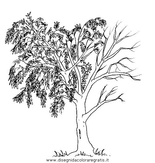 natura/alberi/piante_alberi_15.JPG