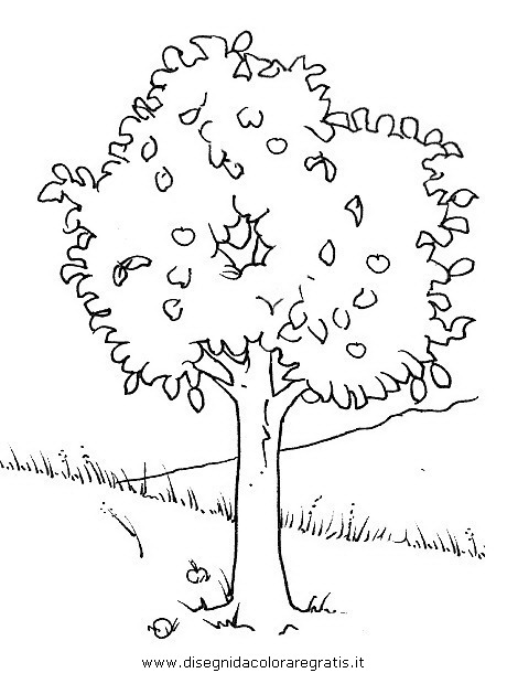 natura/alberi/piante_alberi_18.JPG