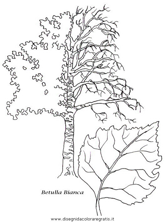 natura/alberi/piante_alberi_25.JPG