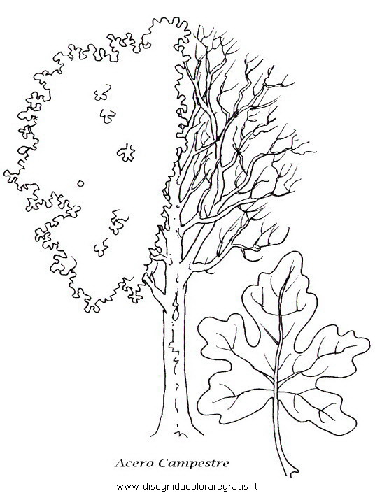 natura/alberi/piante_alberi_26.JPG