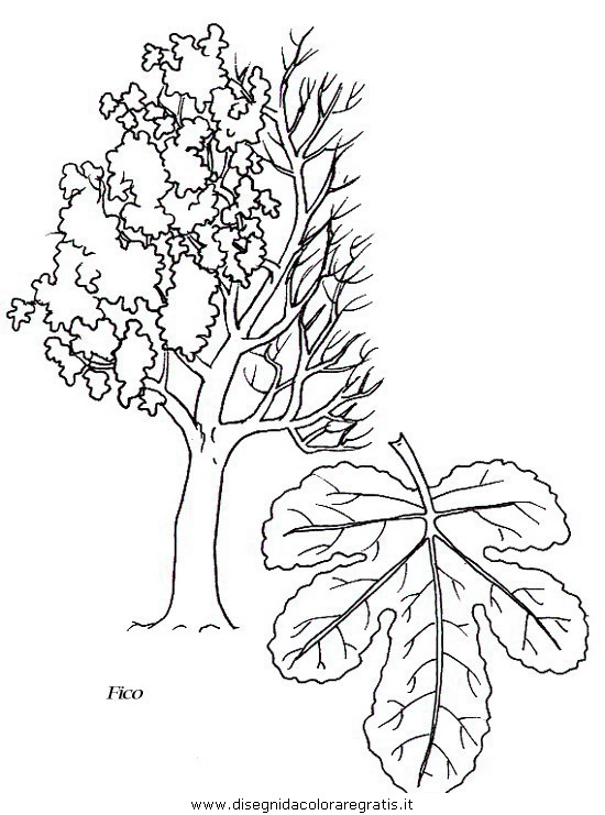 natura/alberi/piante_alberi_31.JPG