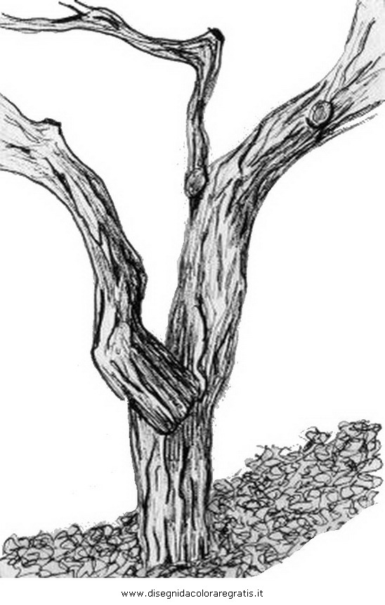 natura/alberi/tronco_1.JPG