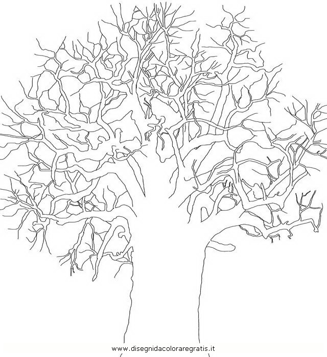 natura/alberi_speciali/baobab_4.JPG