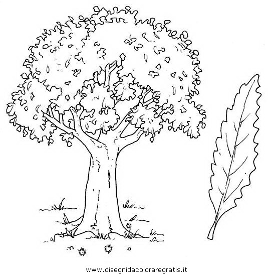 natura/alberi_speciali/castagno.JPG