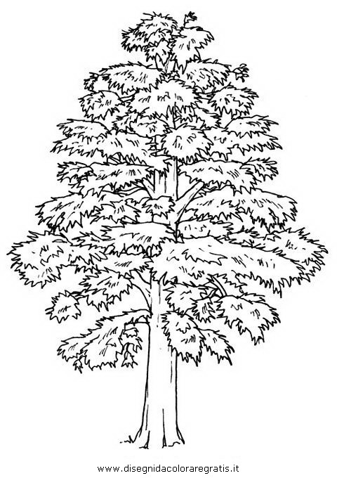 natura/alberi_speciali/cedro.JPG