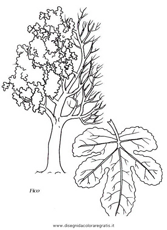 natura/alberi_speciali/fico.JPG