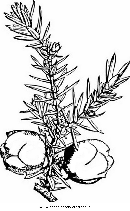 natura/alberi_speciali/ginepro_3.JPG