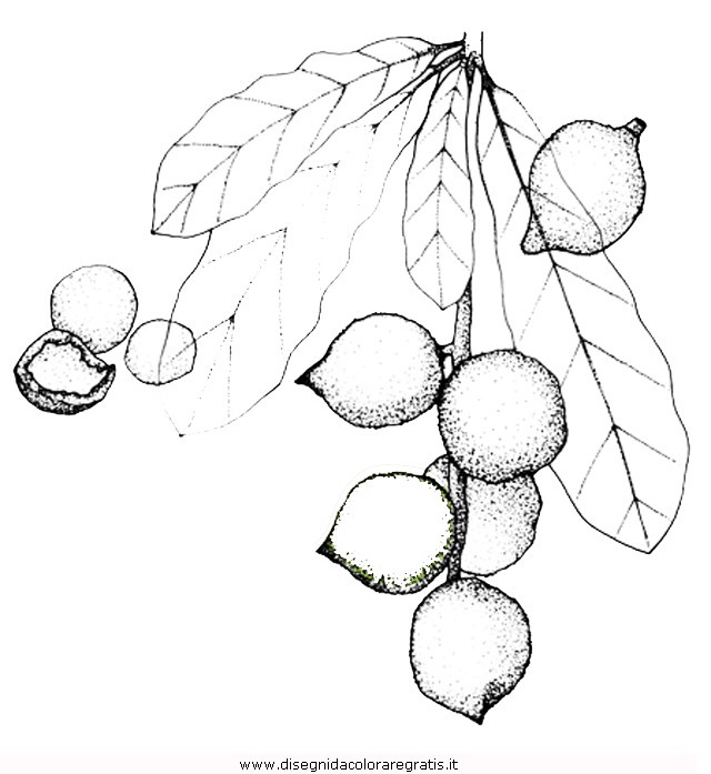 natura/alberi_speciali/macadamia.jpg