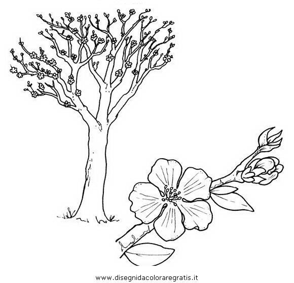 natura/alberi_speciali/mandorlo.JPG