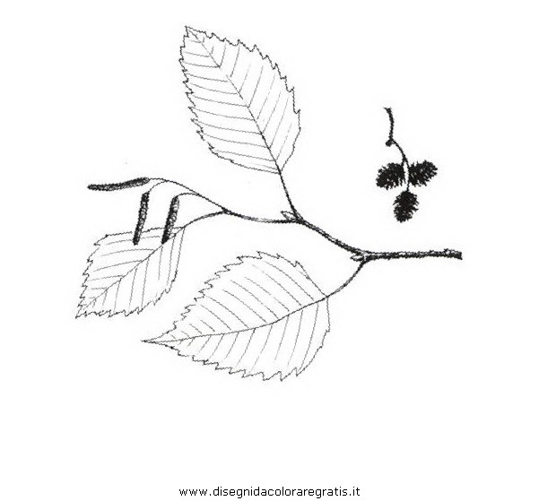 natura/alberi_speciali/ontanobianco.JPG