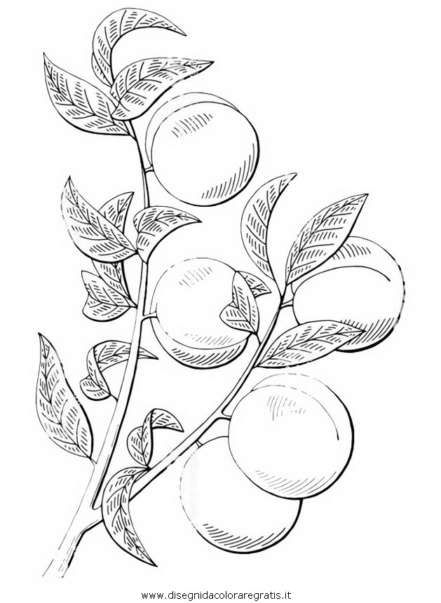 natura/alberi_speciali/pesco_01.JPG