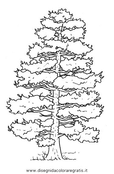 natura/alberi_speciali/pino.JPG