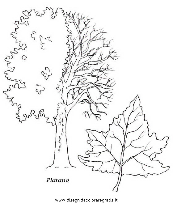 natura/alberi_speciali/platano.JPG