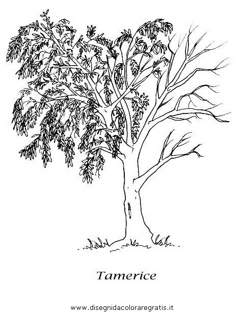 natura/alberi_speciali/tamerice.JPG