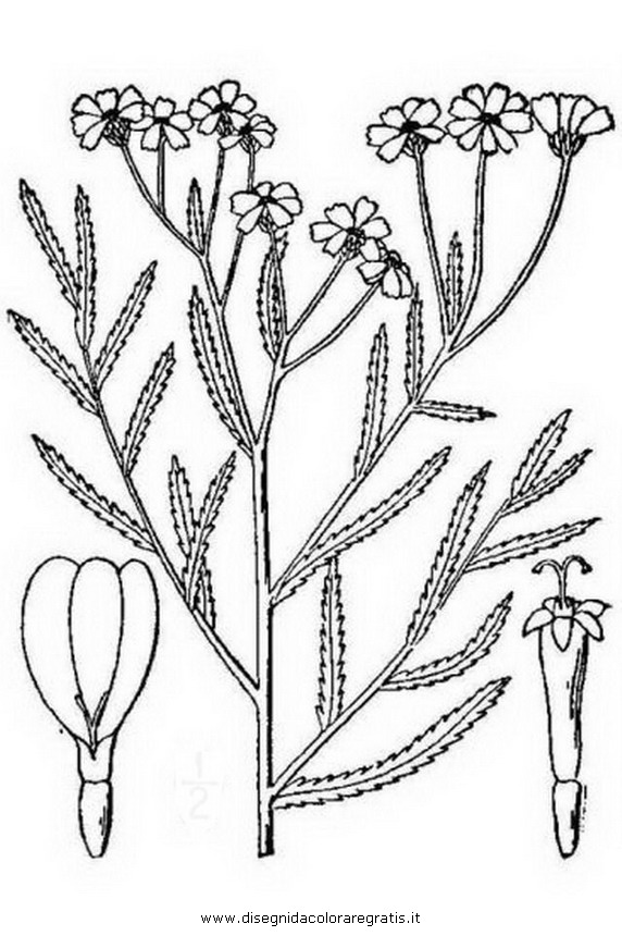 natura/arbusti/achillea.JPG