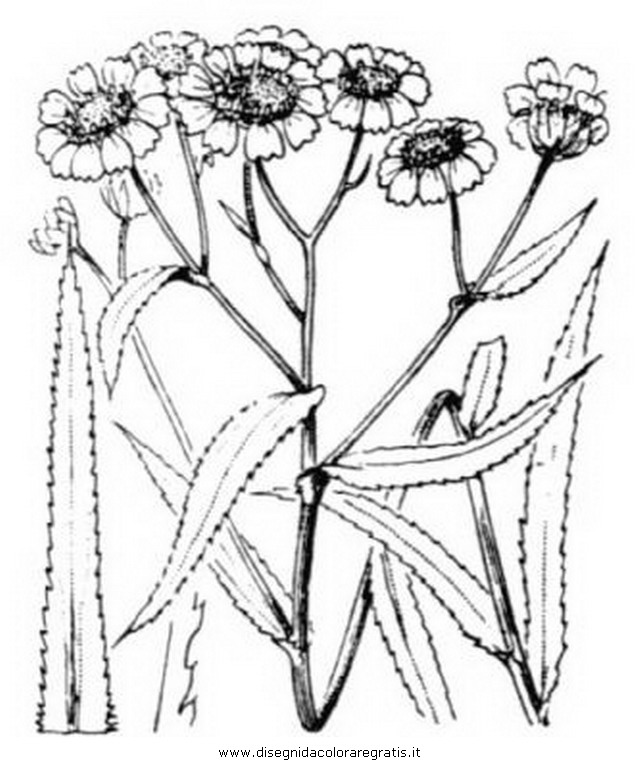 natura/arbusti/achillea_2.JPG