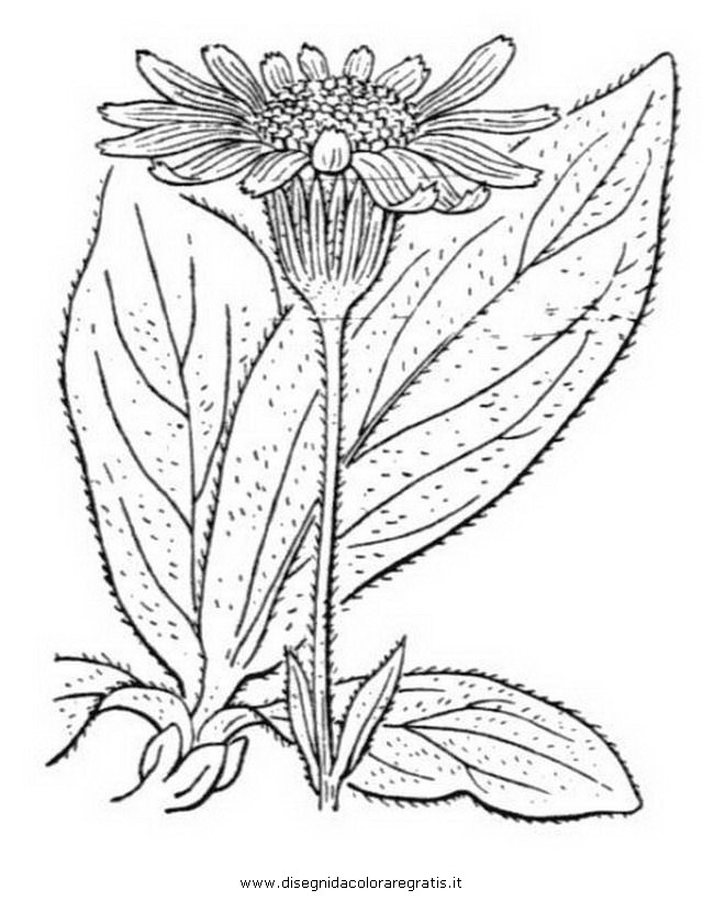 natura/arbusti/arnica_2.JPG