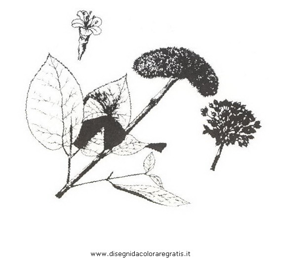 natura/arbusti/lantana.JPG