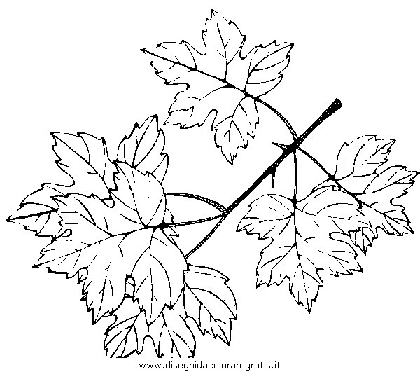 natura/autunno/natura_autunno_foglie_31.JPG