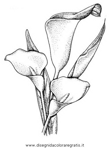 Disegno Calla 12 Categoria Natura Da Colorare