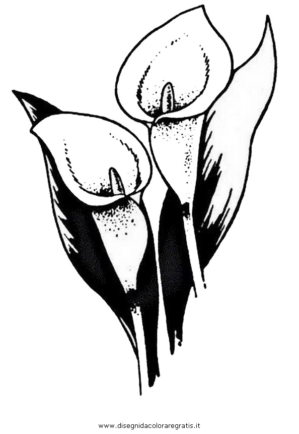 natura/fiori/calla_14.JPG