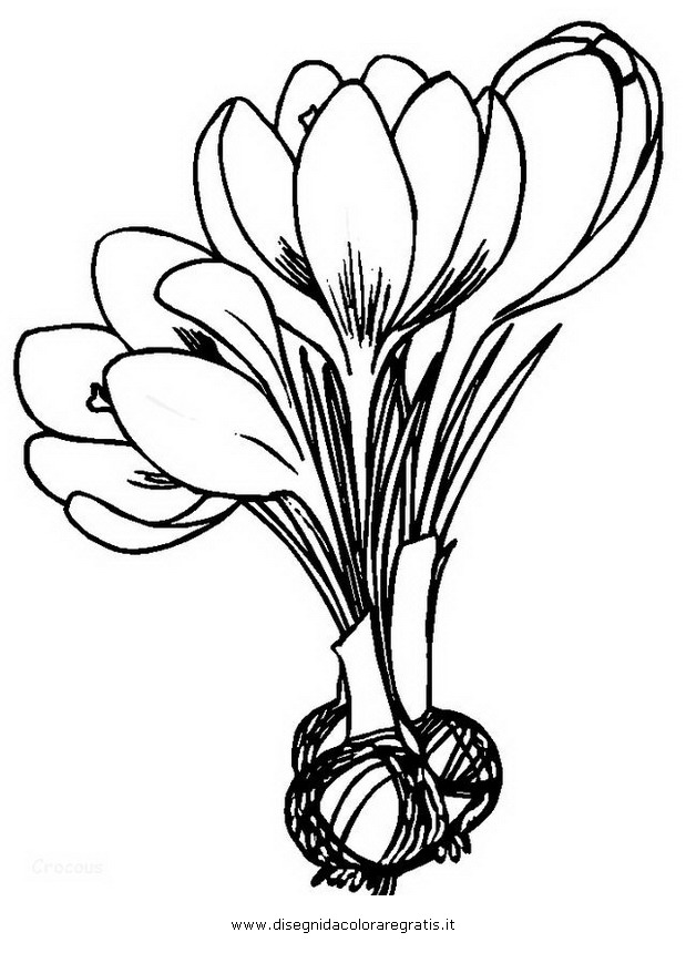 natura/fiori/crocus_1.JPG