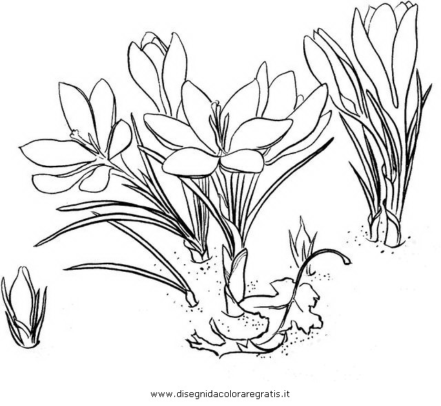 natura/fiori/crocus_3.JPG