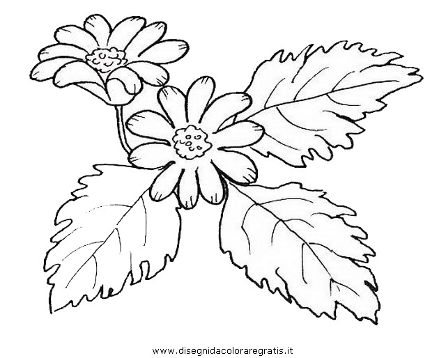 natura/fiori/fiore_anemone.JPG