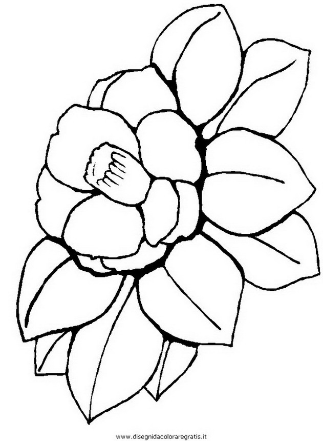 natura/fiori/fiore_fiori_182.JPG
