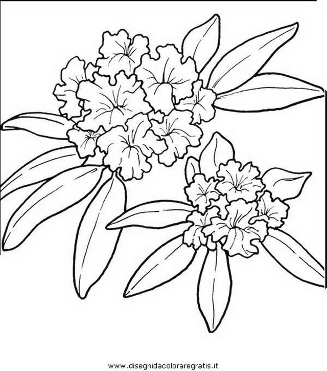 natura/fiori/fiore_fiori_230.JPG