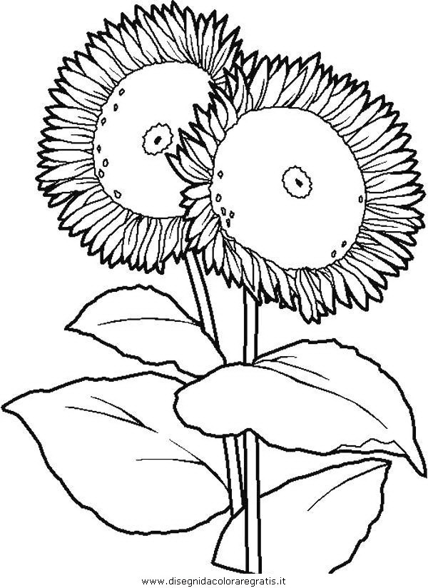 natura/fiori/fiore_fiori_238.JPG