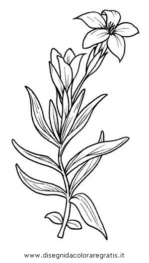 natura/fiori/fiore_genziana.JPG