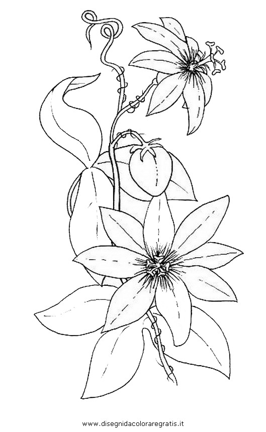 natura/fiori/fiore_passiflora.JPG
