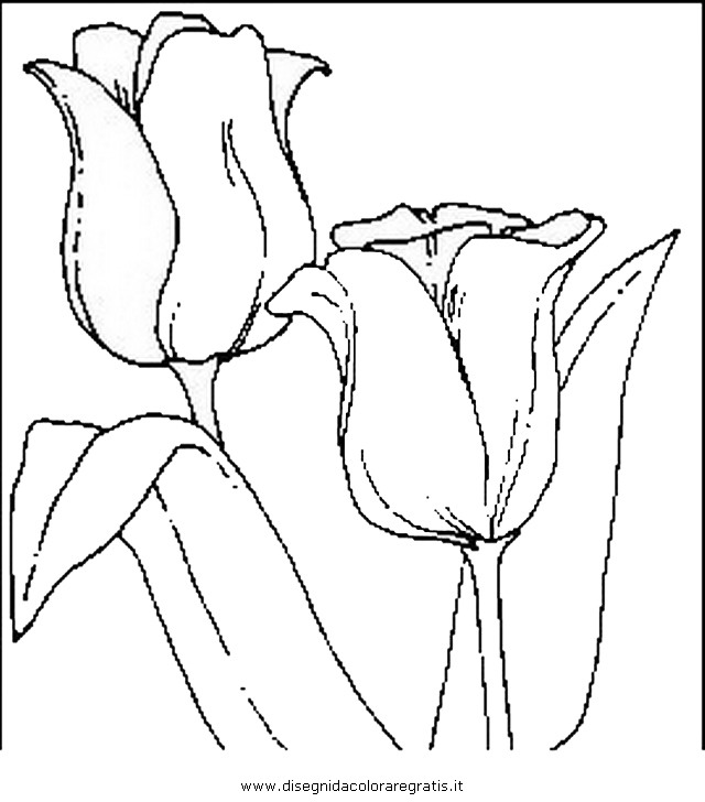 natura/fiori/fiori_fiore_009.JPG