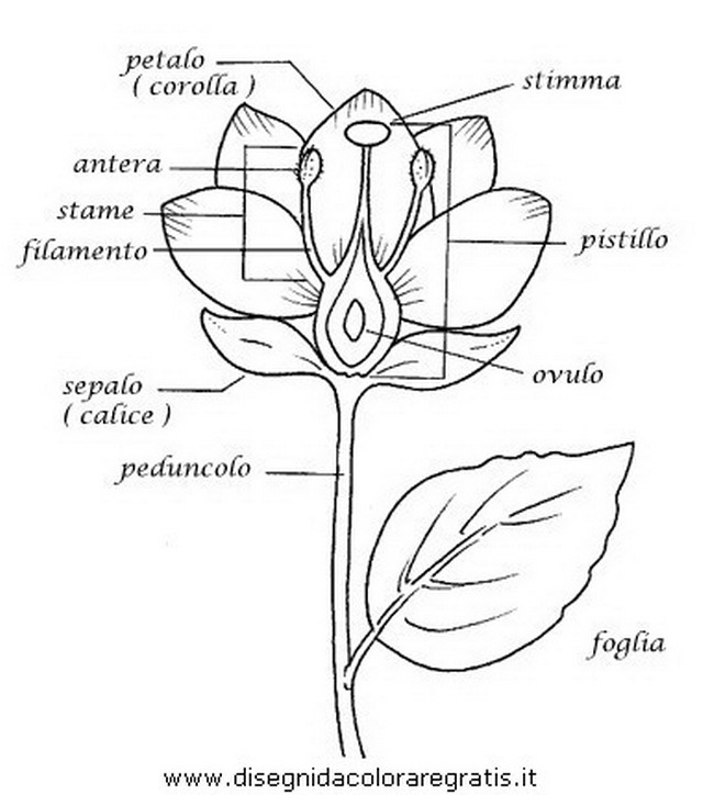 natura/fiori/fiori_fiore_032.JPG