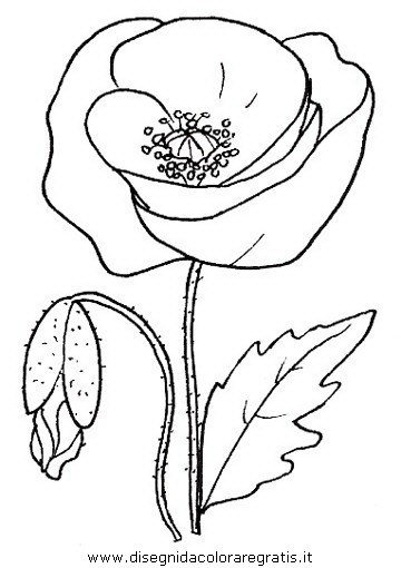 natura/fiori/fiori_fiore_035.JPG