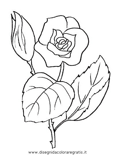 natura/fiori/fiori_fiore_044.JPG