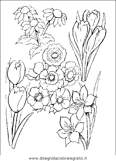 natura/fiori/fiori_fiore_049.JPG