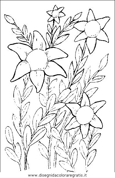 natura/fiori/fiori_fiore_053.JPG