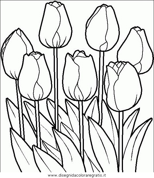 natura/fiori/fiori_fiore_078.JPG
