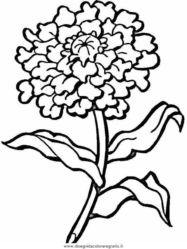 natura/fiori/fiori_fiore_138.JPG