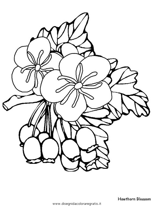 natura/fiori/fiori_fiore_152.JPG